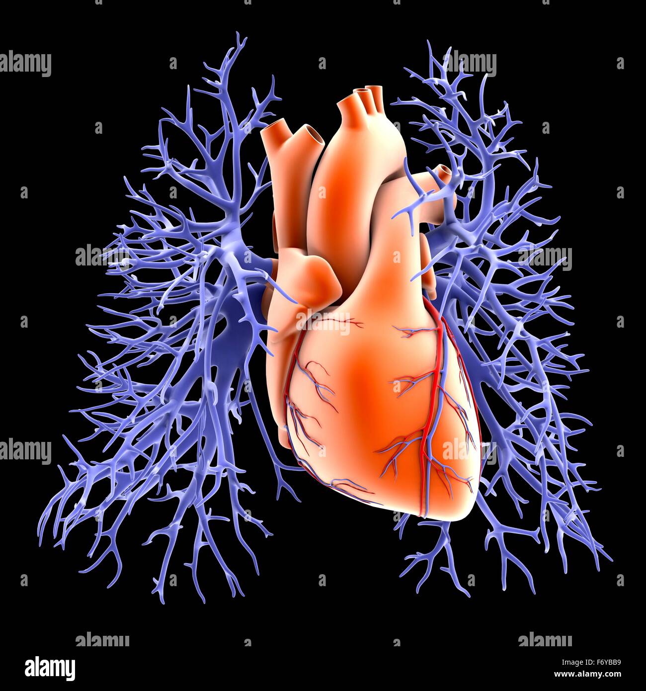 Circulatory system of heart and lungs, computer artwork. The heart (centre) is a hollow muscle that pumps blood around the body. Oxygenated blood returns from the lungs in the two branches of the pulmonary vein (blue-violet) Stock Photo