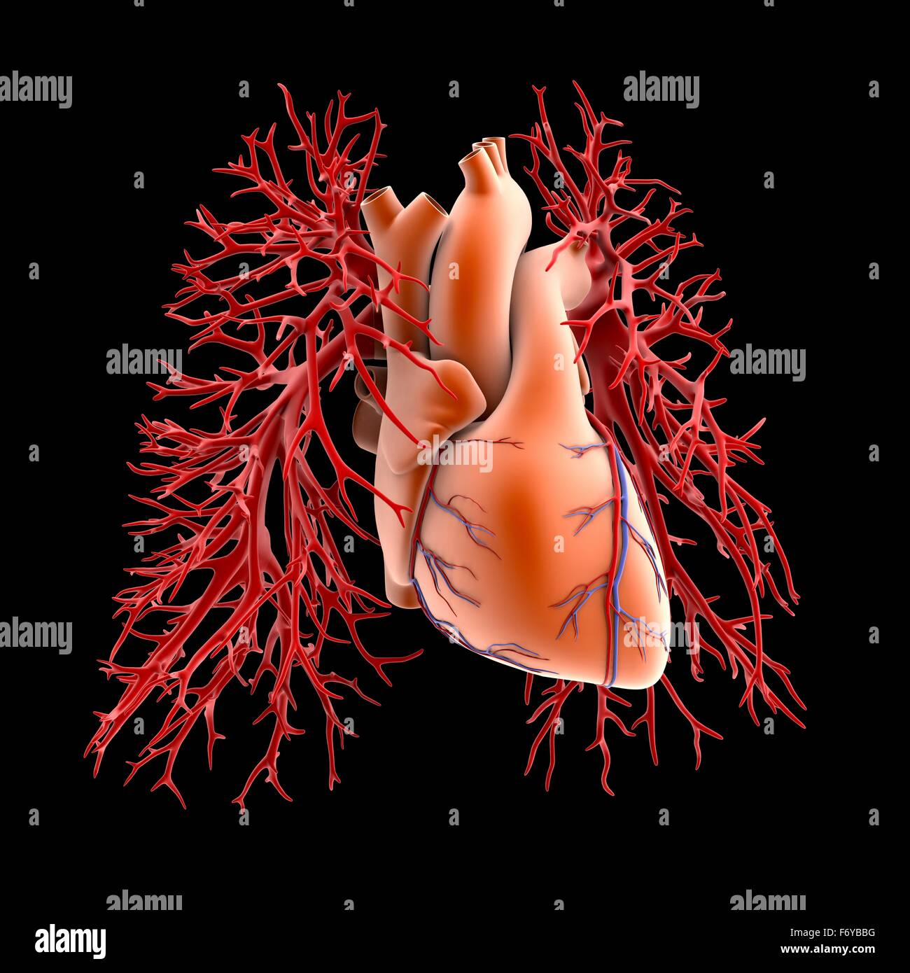 Circulatory system of heart and lungs, computer artwork. The heart