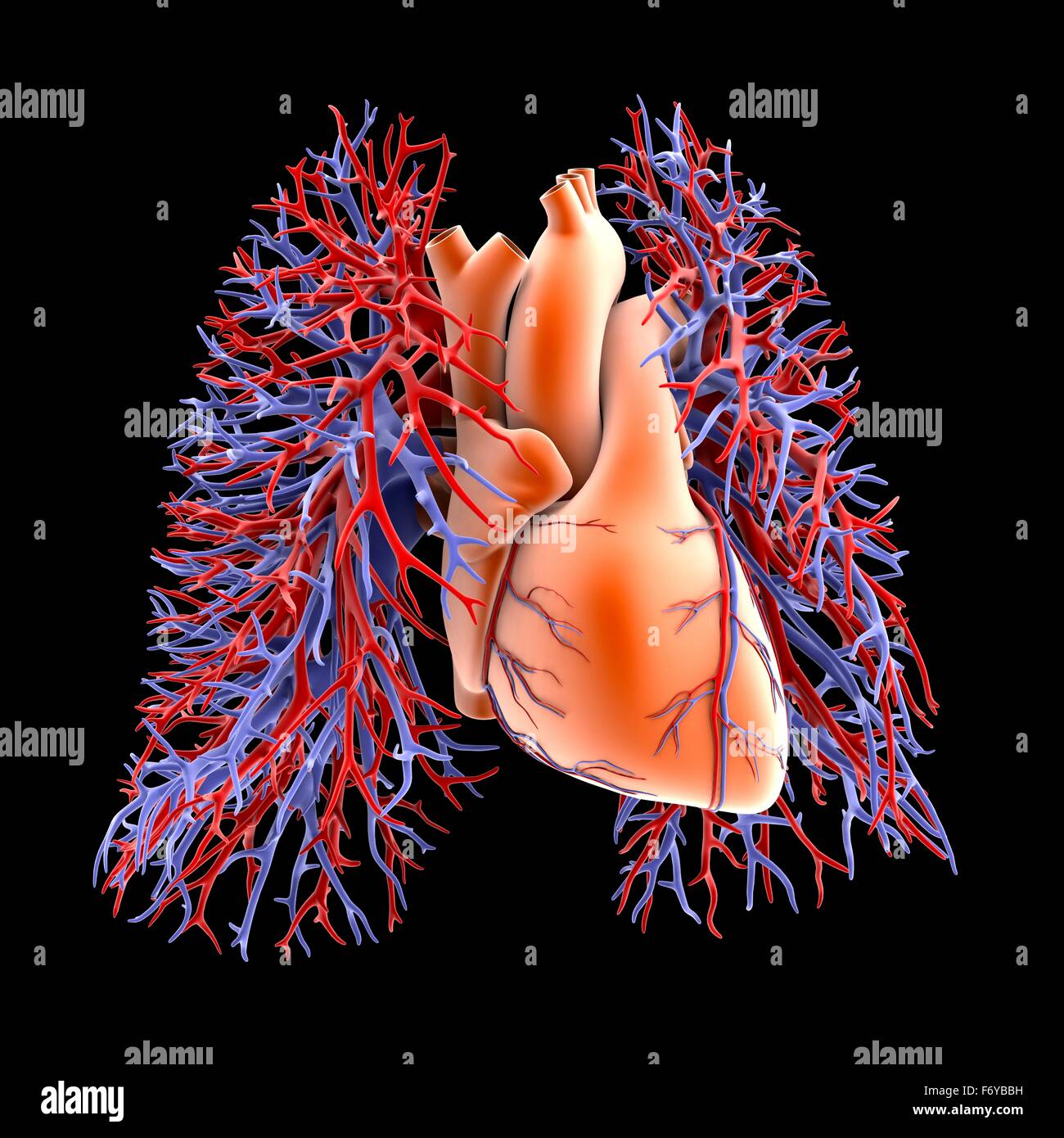 Circulatory system of heart and lungs, computer artwork. The heart