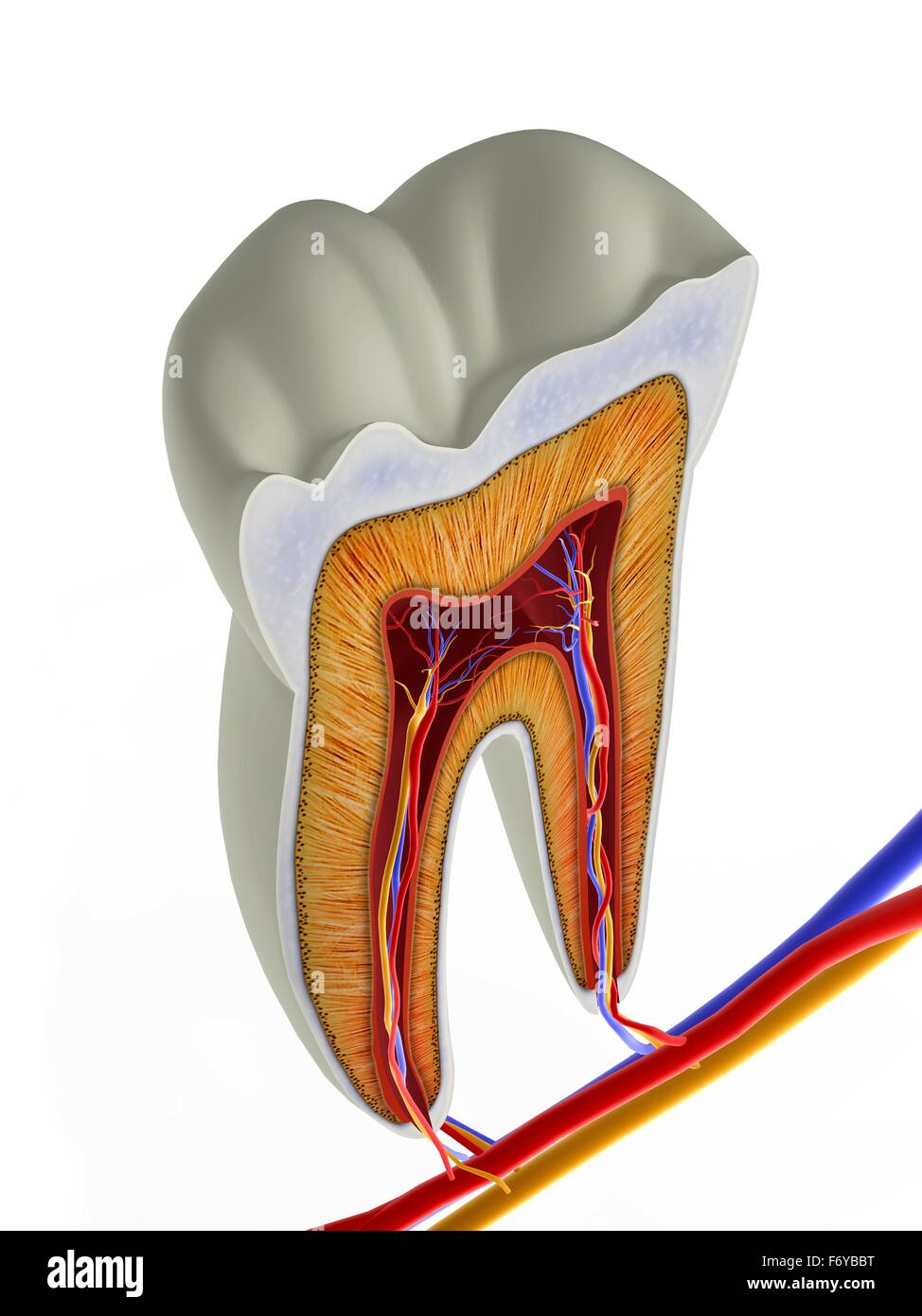 Molar tooth crosssection, artwork. The upper (biting) surfaces of the