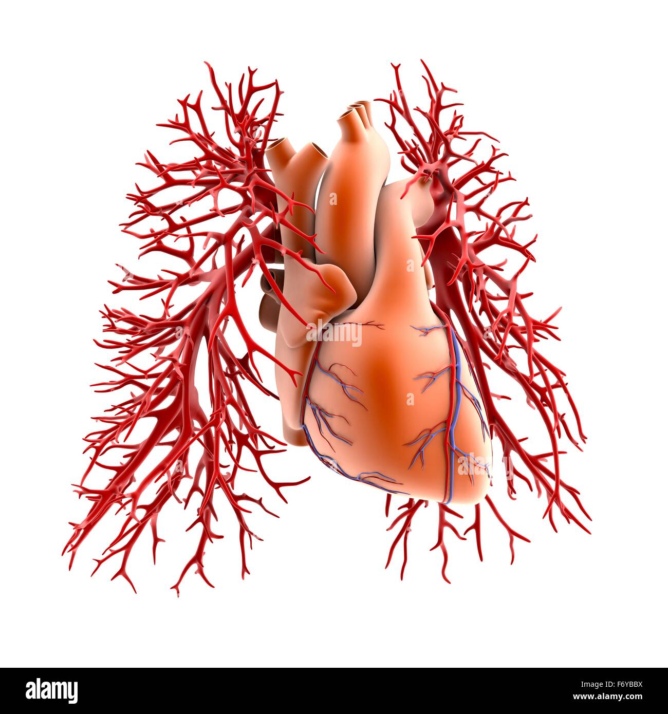 Circulatory system of heart and lungs, computer artwork. The heart (centre) is a hollow muscle that pumps blood around the body. The two branches of the pulmonary artery (red) carry deoxygenated blood from the heart to the lungs Stock Photo