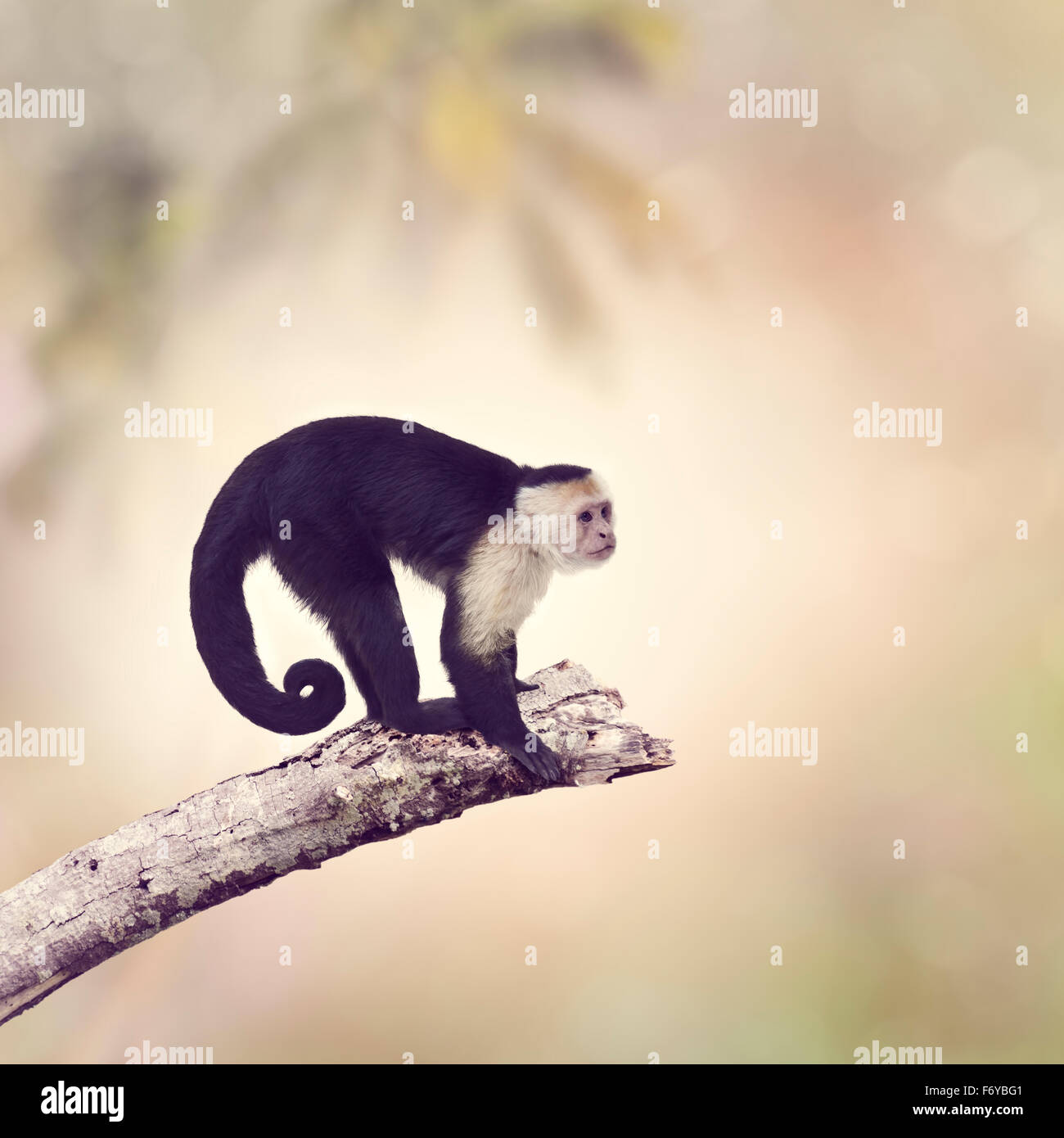 White Throated Capuchin Monkey on a Branch Stock Photo