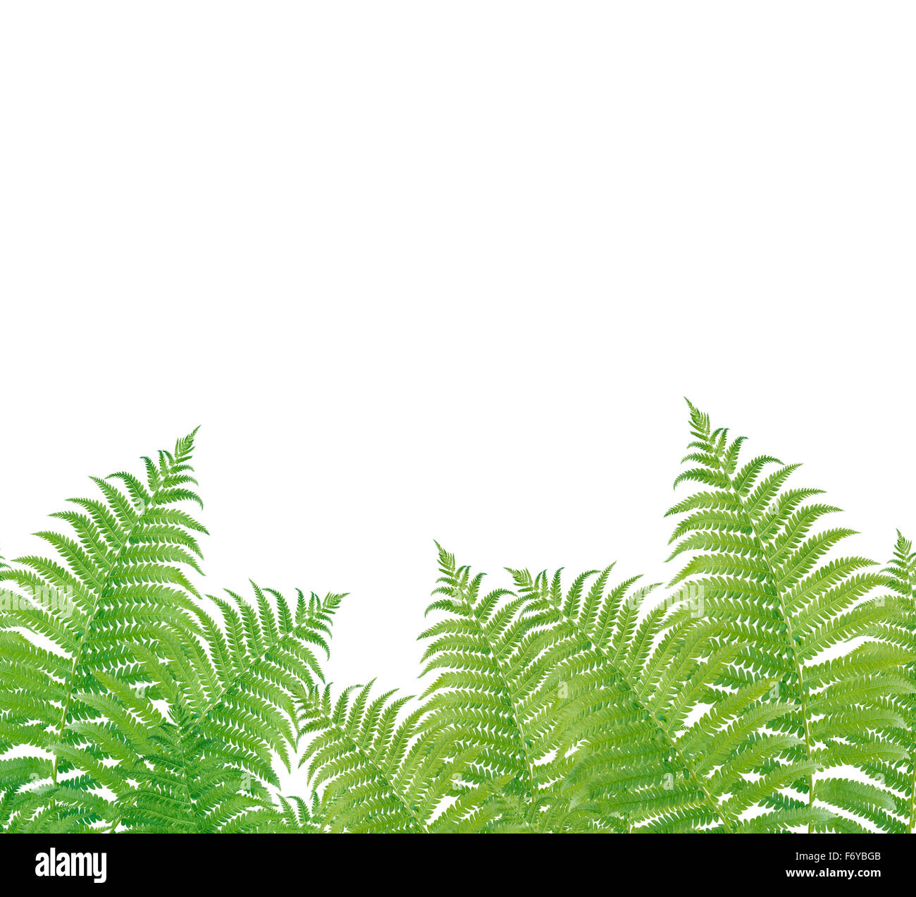 Wallpaper fern hi-res stock photography and images - Alamy