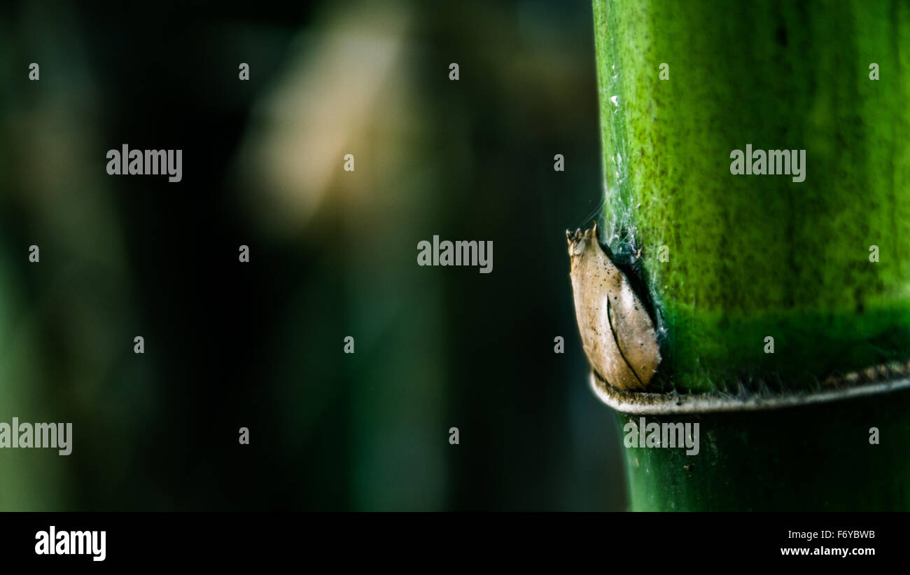Chinese bamboo forest hi-res stock photography and images - Alamy