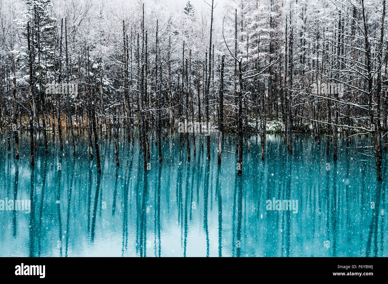 Blue Pond is a man-made water feature in Biei, Hokkaido, Japan. It is one of the world most beautiful pond and offer different view for each season. Stock Photo