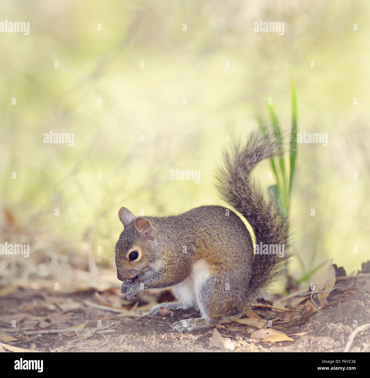 Grey Squirrel Feeding in Florida Wetlands Stock Photo Alamy