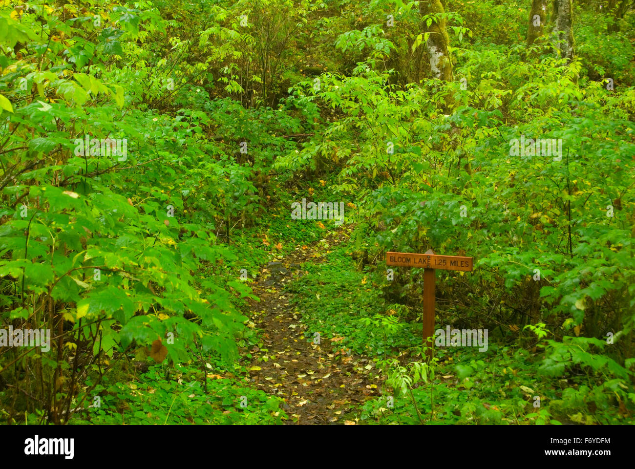 Bloom Lake Trail, Clatsop State Forest, Oregon Stock Photo Alamy