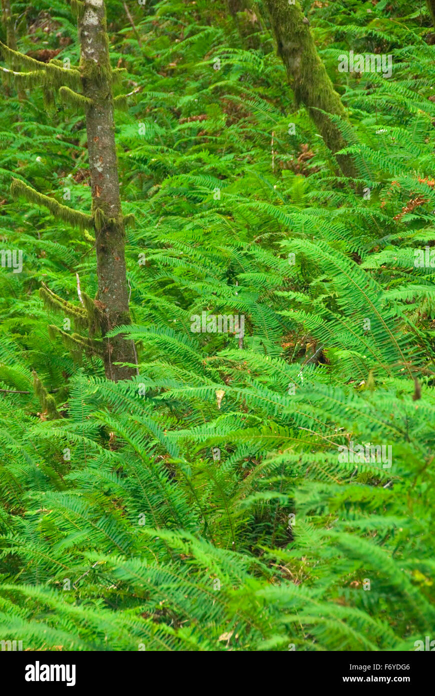 Sword fern, BanksVernonia Linear State Park, Stub Stewart State Park