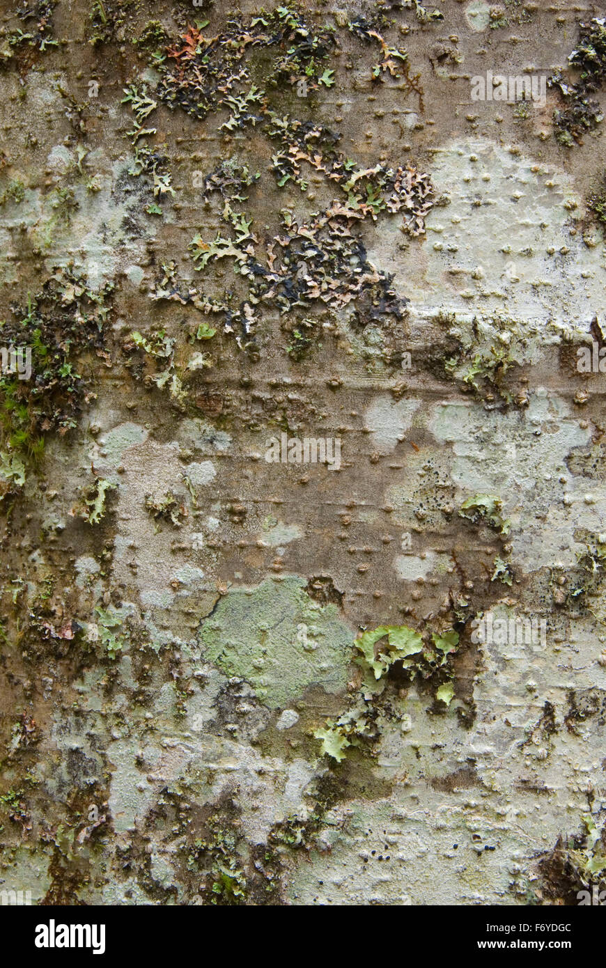 Douglas fir trunk along Gales Creek Trail, Tillamook State Forest, Oregon Stock Photo