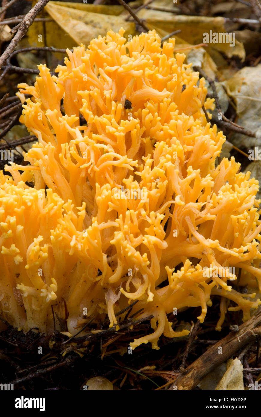 Mushroom along Gales Creek Trail; Tillamook State Forest; Oregon Stock Photo