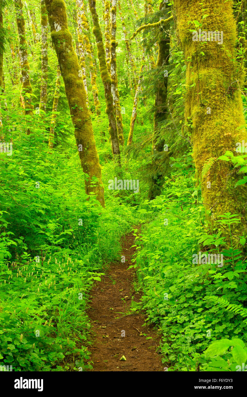 Bloom Lake Trail, Clatsop State Forest, Oregon Stock Photo Alamy