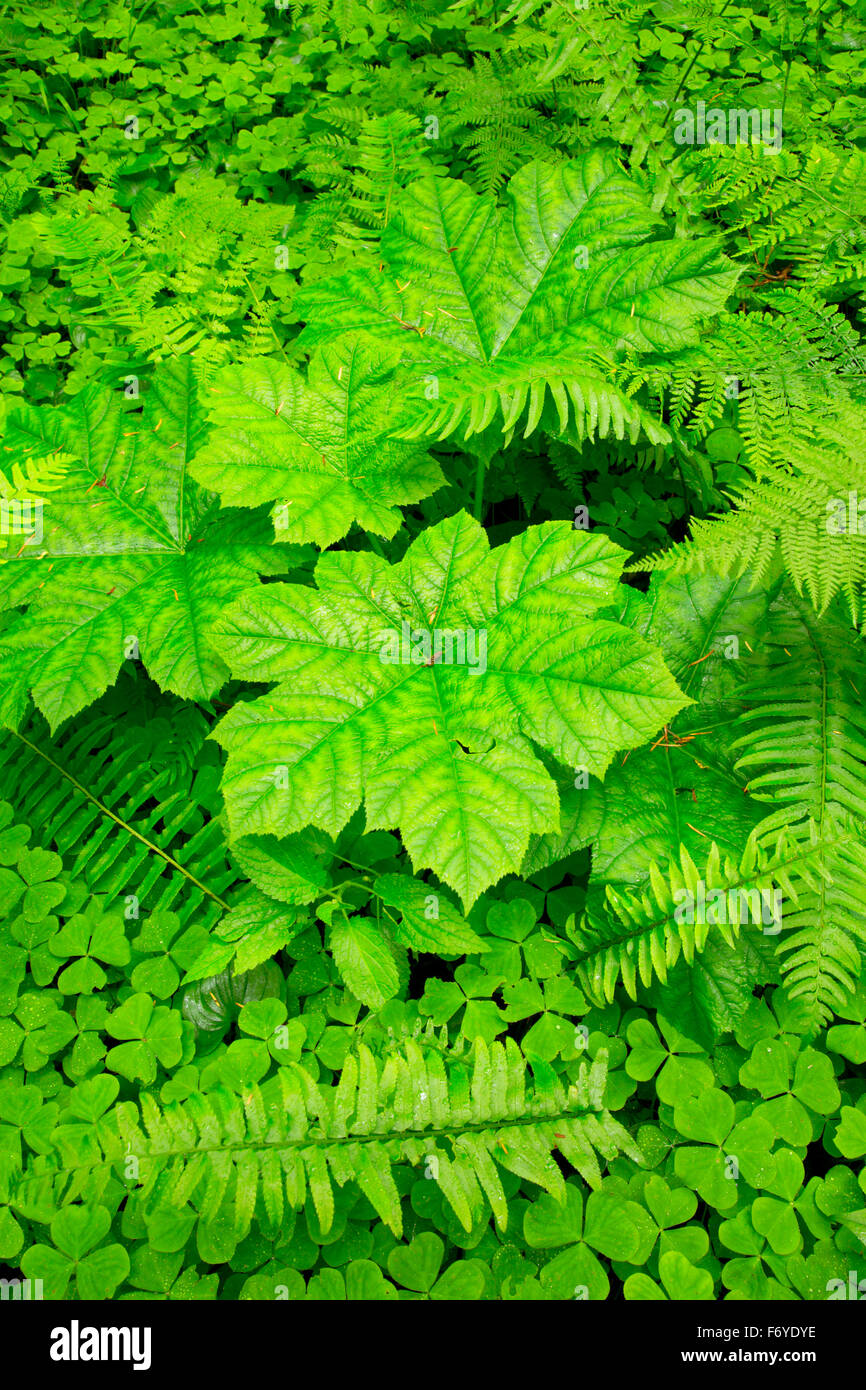Devils Club, oxalis and fern along Bloom Lake Trail, Clatsop State