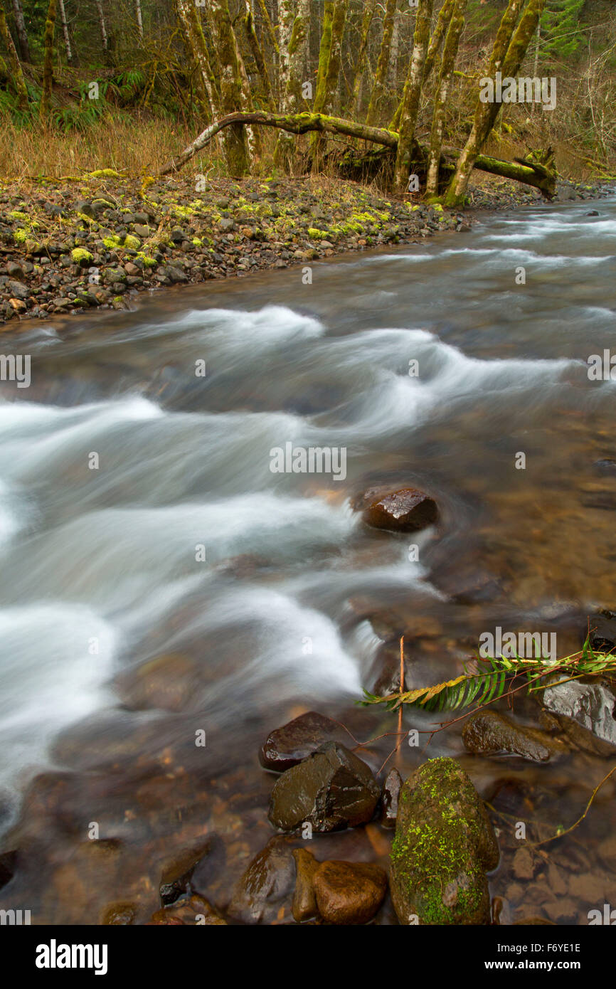 Nehalem River along Triple C Trail, Tillamook State Forest, Oregon Stock Photo