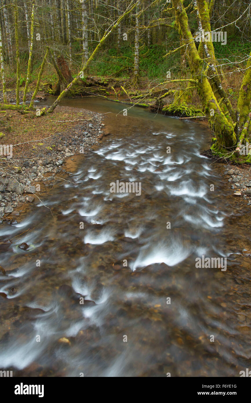Nehalem River along Gales Creek Trail, Tillamook State Forest, Oregon Stock Photo