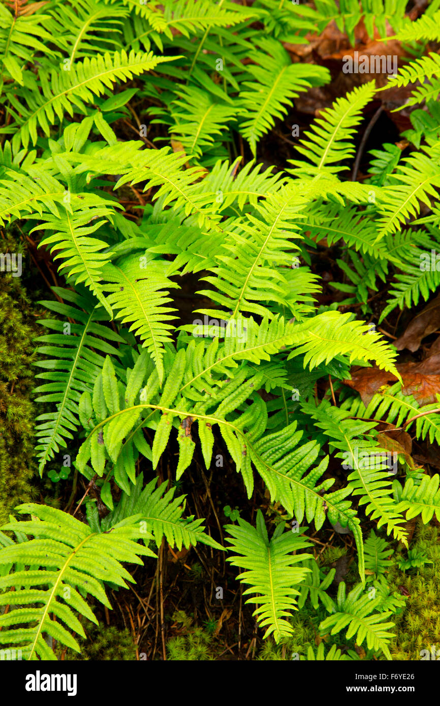 Licorice ferns (Polypodium glycyrrhiza), Columbia Botanical Gardens, St