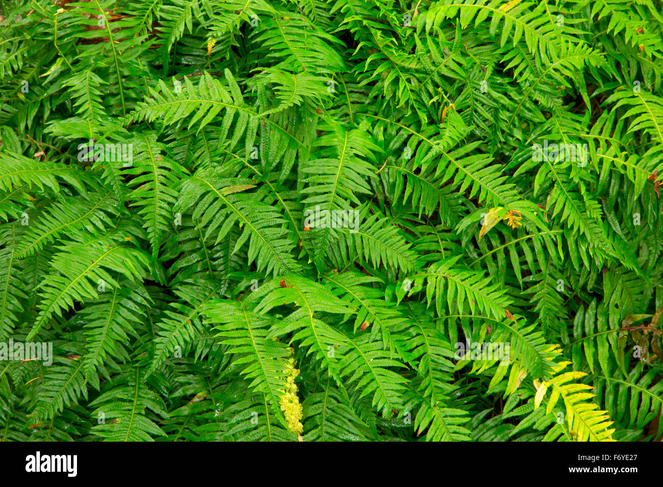 Licorice ferns (Polypodium glycyrrhiza), Columbia Botanical Gardens, St ...