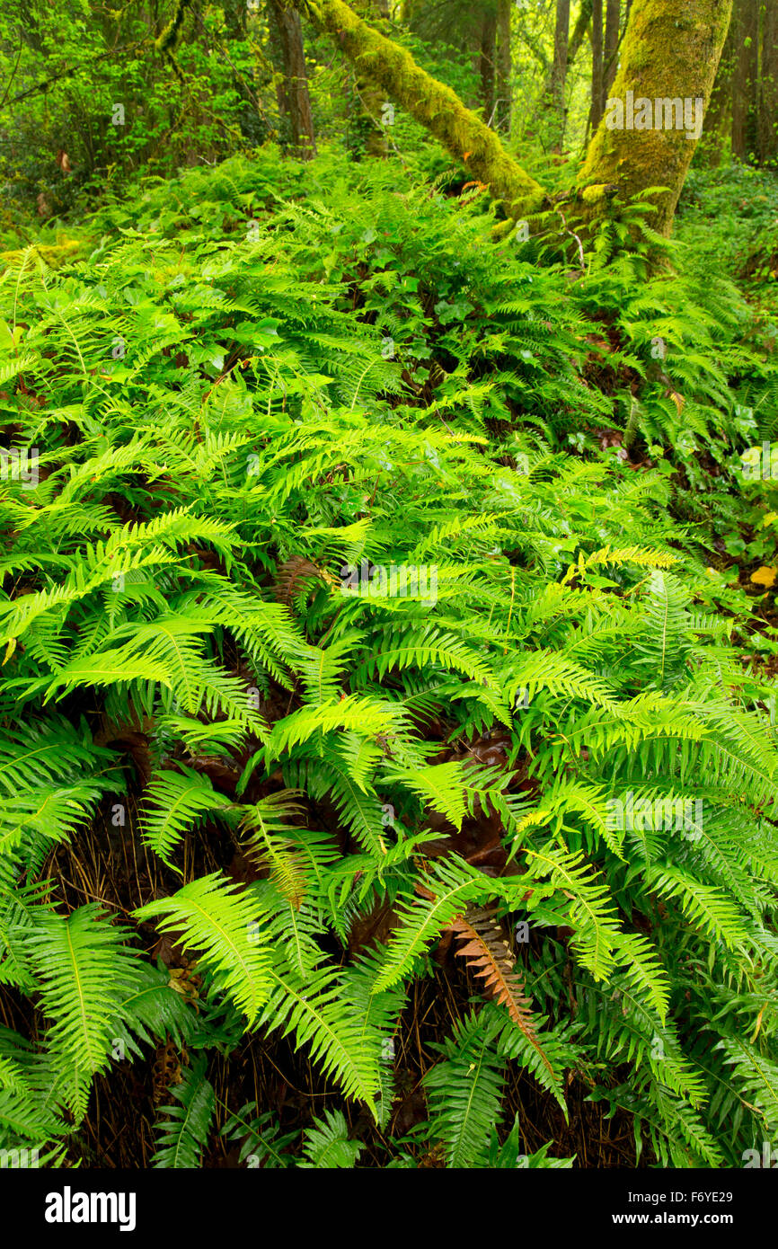 Licorice ferns (Polypodium glycyrrhiza), Columbia Botanical Gardens, St
