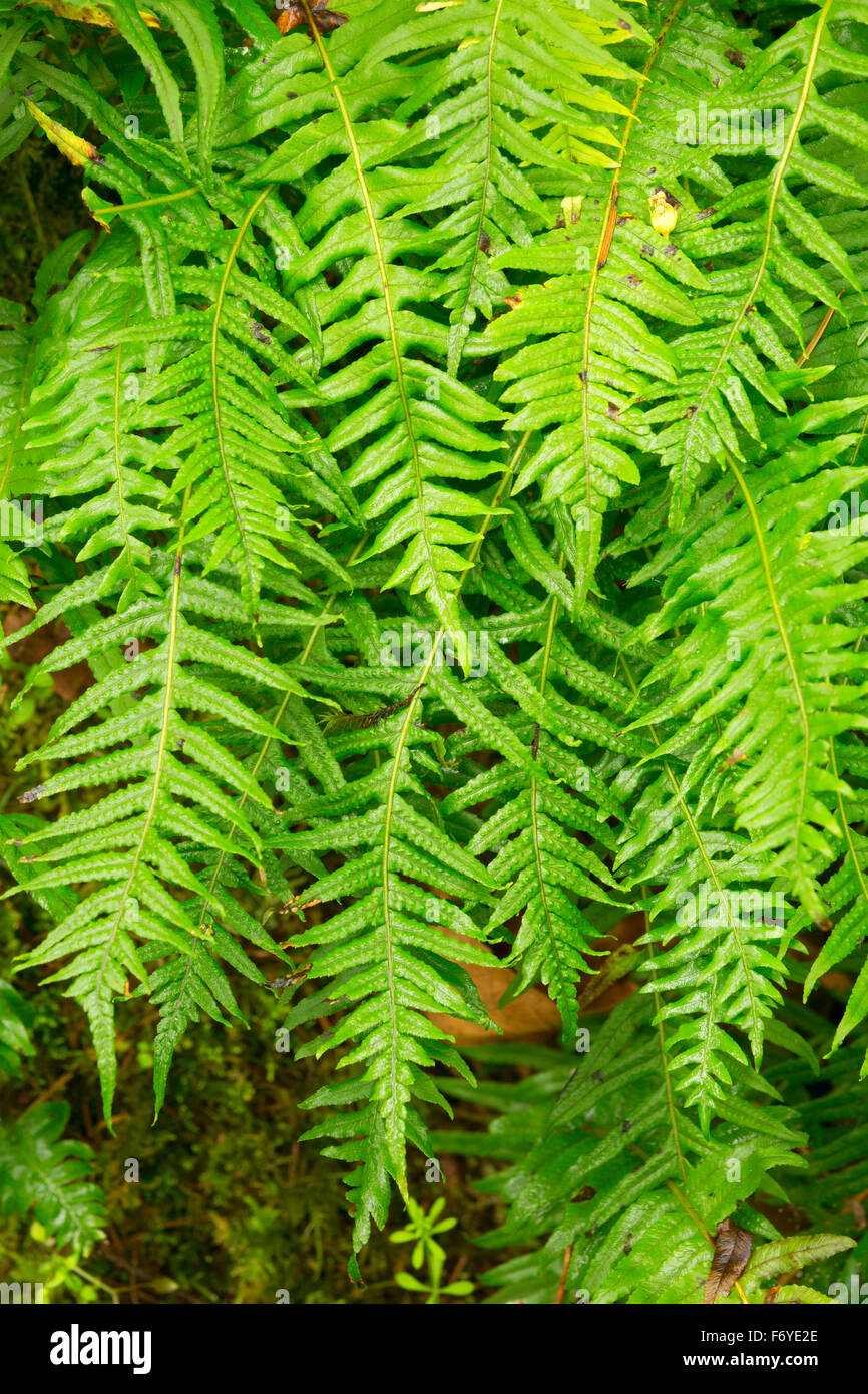 Licorice ferns (Polypodium glycyrrhiza), Columbia Botanical Gardens, St