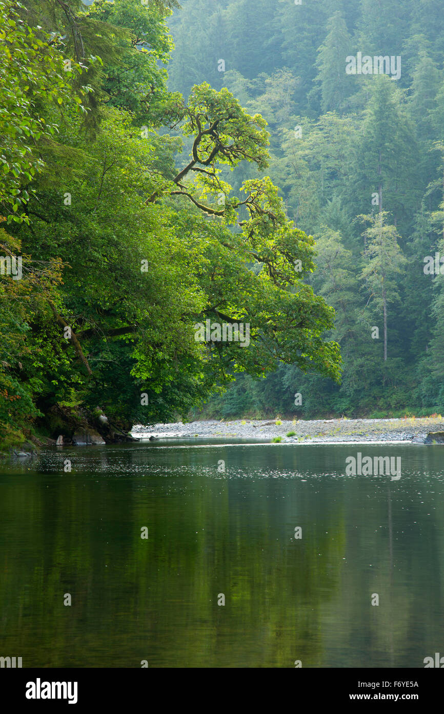 Wilson River, Siskeyville Access, Tillamook County, Oregon Stock Photo
