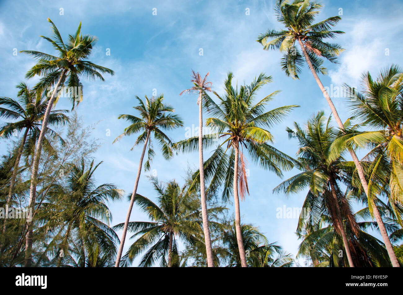 Tropical coast palm trees hi-res stock photography and images - Alamy