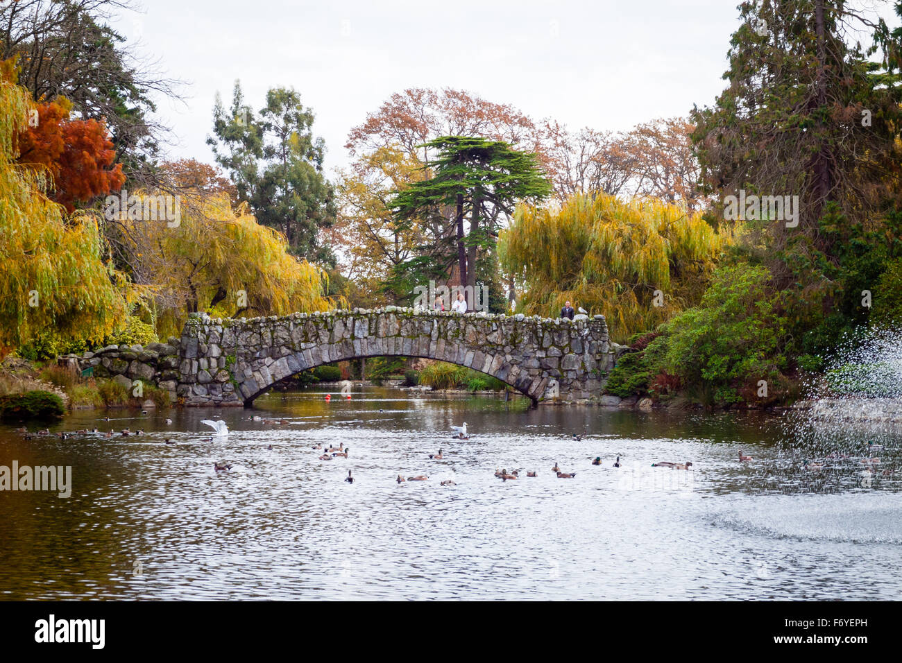 A view of Goodacre Lake and the Stone Bridge in Beacon Hill Park in Victoria, British Columbia, Canada. Stock Photo