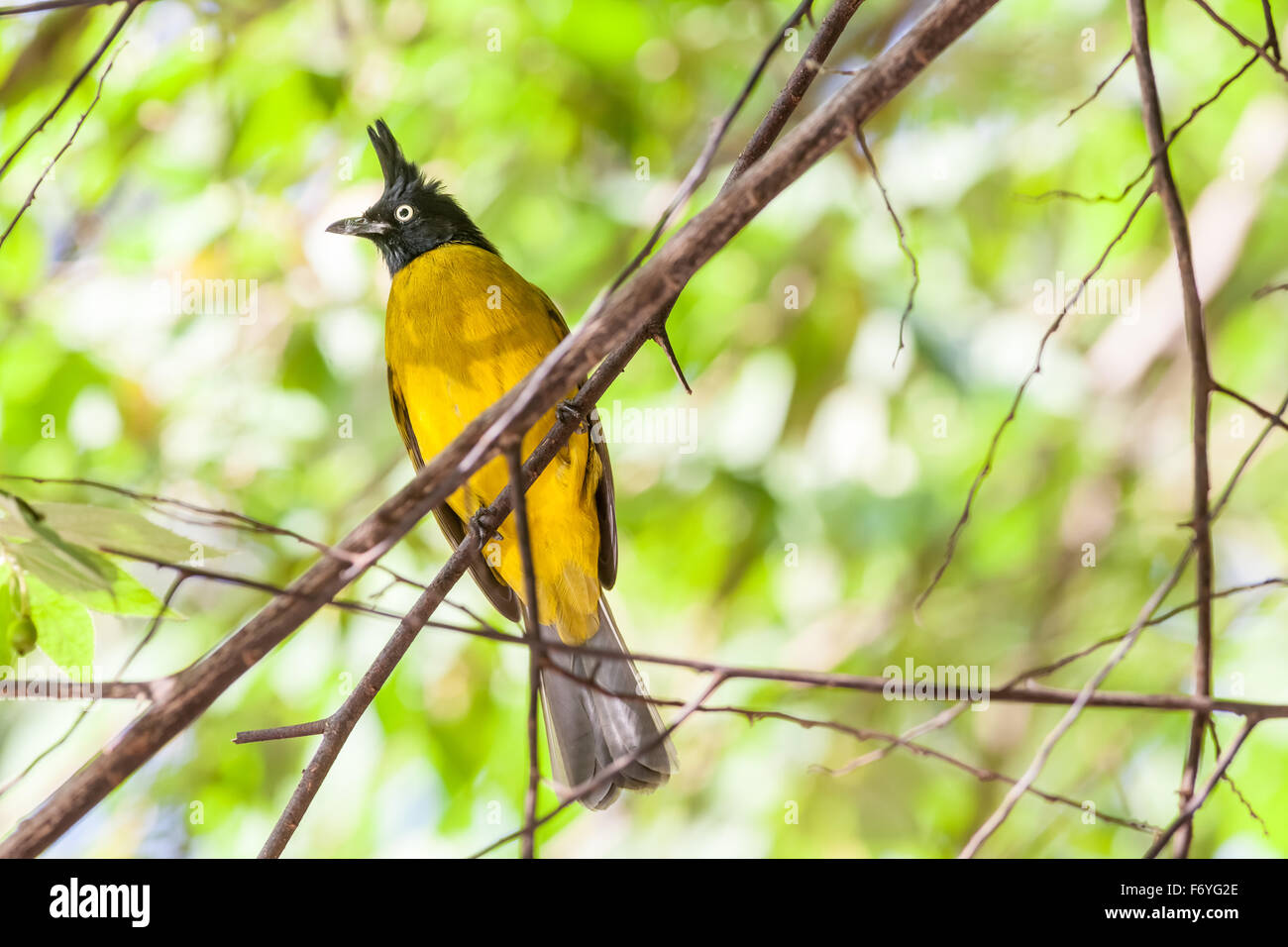 in the forest in Thailand there is a Black crested bulbul on a twig on lookout Stock Photo