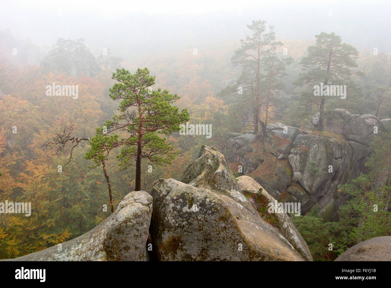 cedars grow on rocks yellow autumn forest, mist Stock Photo Alamy