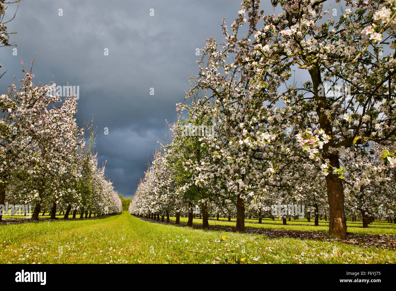 Orchard blossom spring hi-res stock photography and images - Alamy