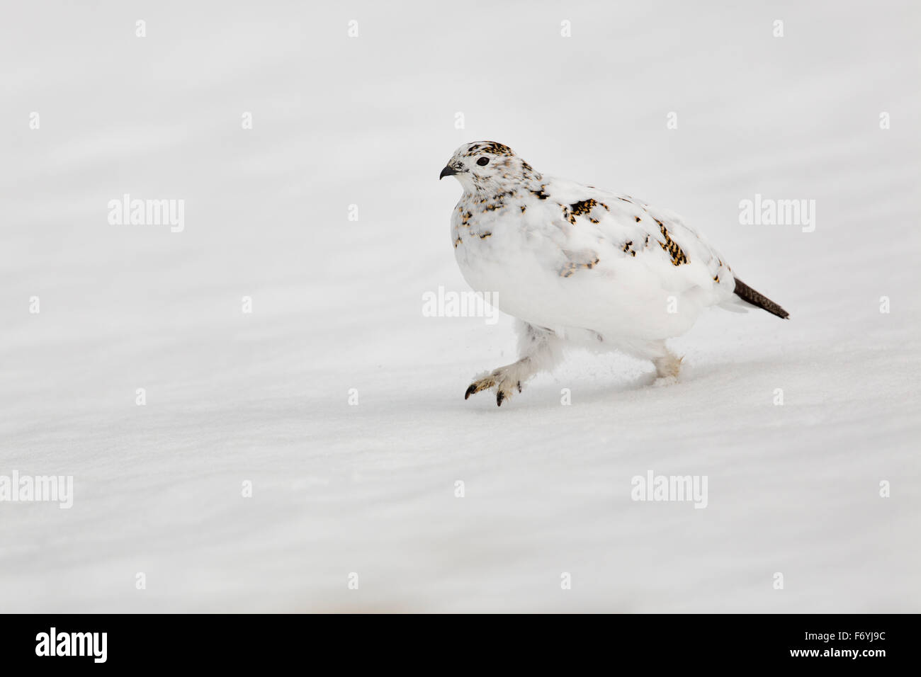Ptarmigan; Lagopus mutus Single in winter Plumage Walking in snow Scotland; UK Stock Photo