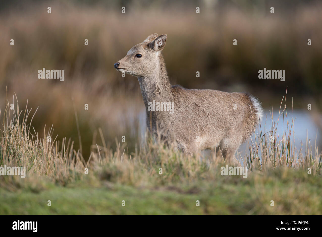 Sika Deer; Cervus nippon Female in Winter; UK Stock Photo