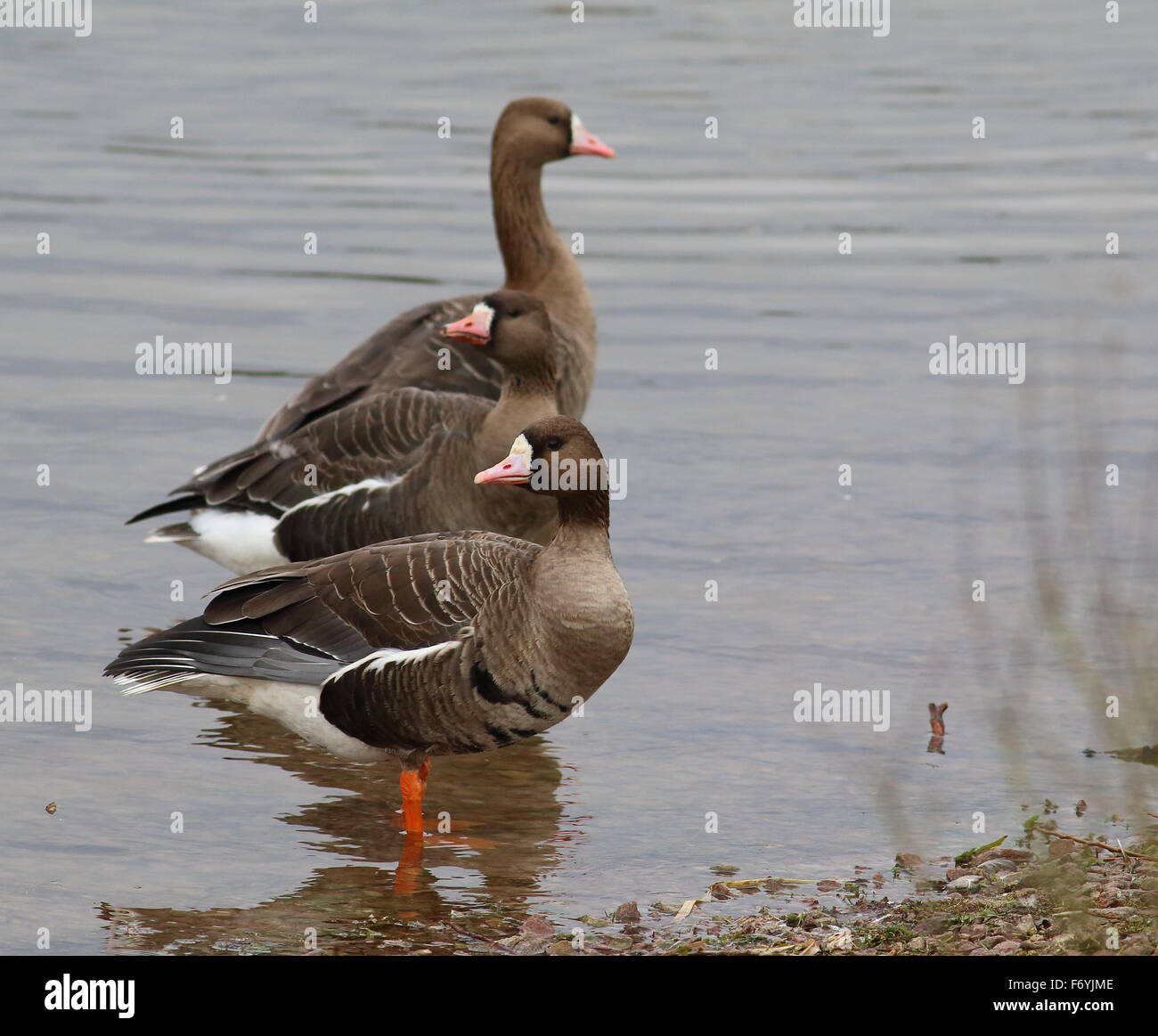 Three Eurasian White-fronted Geese looking around Stock Photo