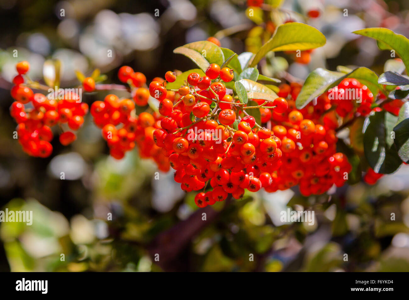 Viburnum berries ripen on the bush Stock Photo