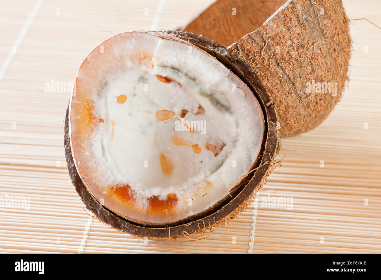 Rotten half coconut copra, opened seed interior, mature moldy and