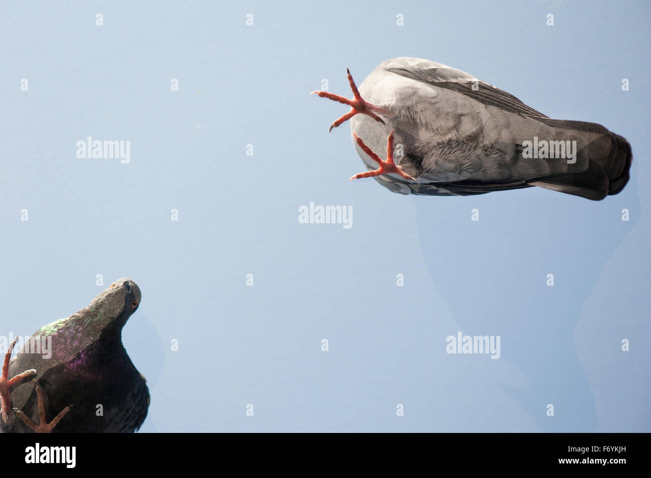 Two pigeons bottom view, dirty birds standing on window transparent and