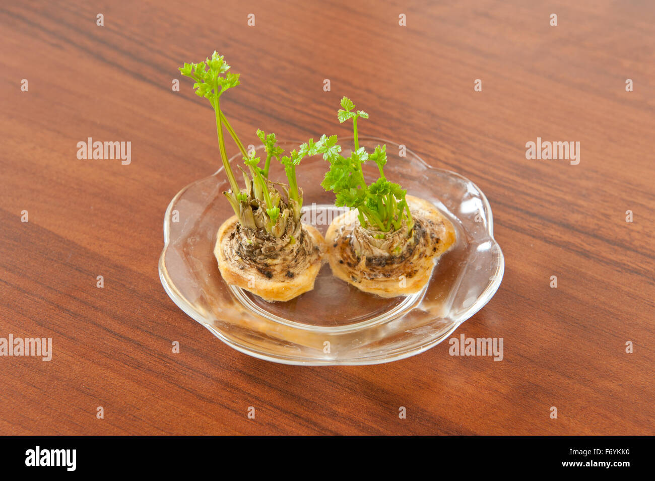 Cut parsley tops sprouting, burgeon fresh green shoot leaves growing from cut Petroselinum crispum vegetable roots pieces ... Stock Photo