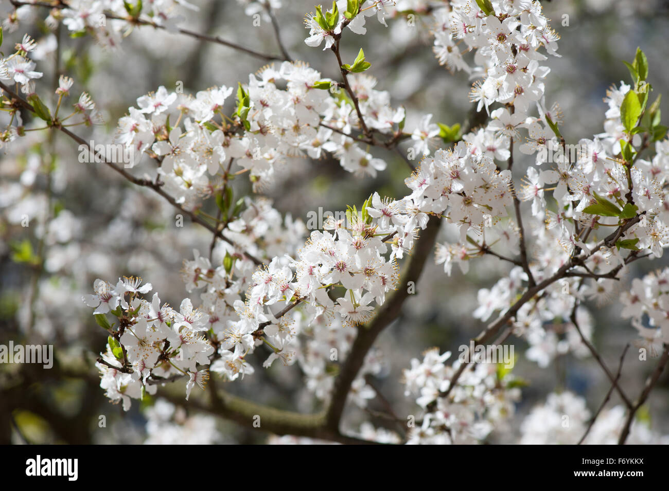 Efflorescence white cherry tree twigs macro, bright young leaves starts grow and inflorescences nature detail, fresh flowering Stock Photo
