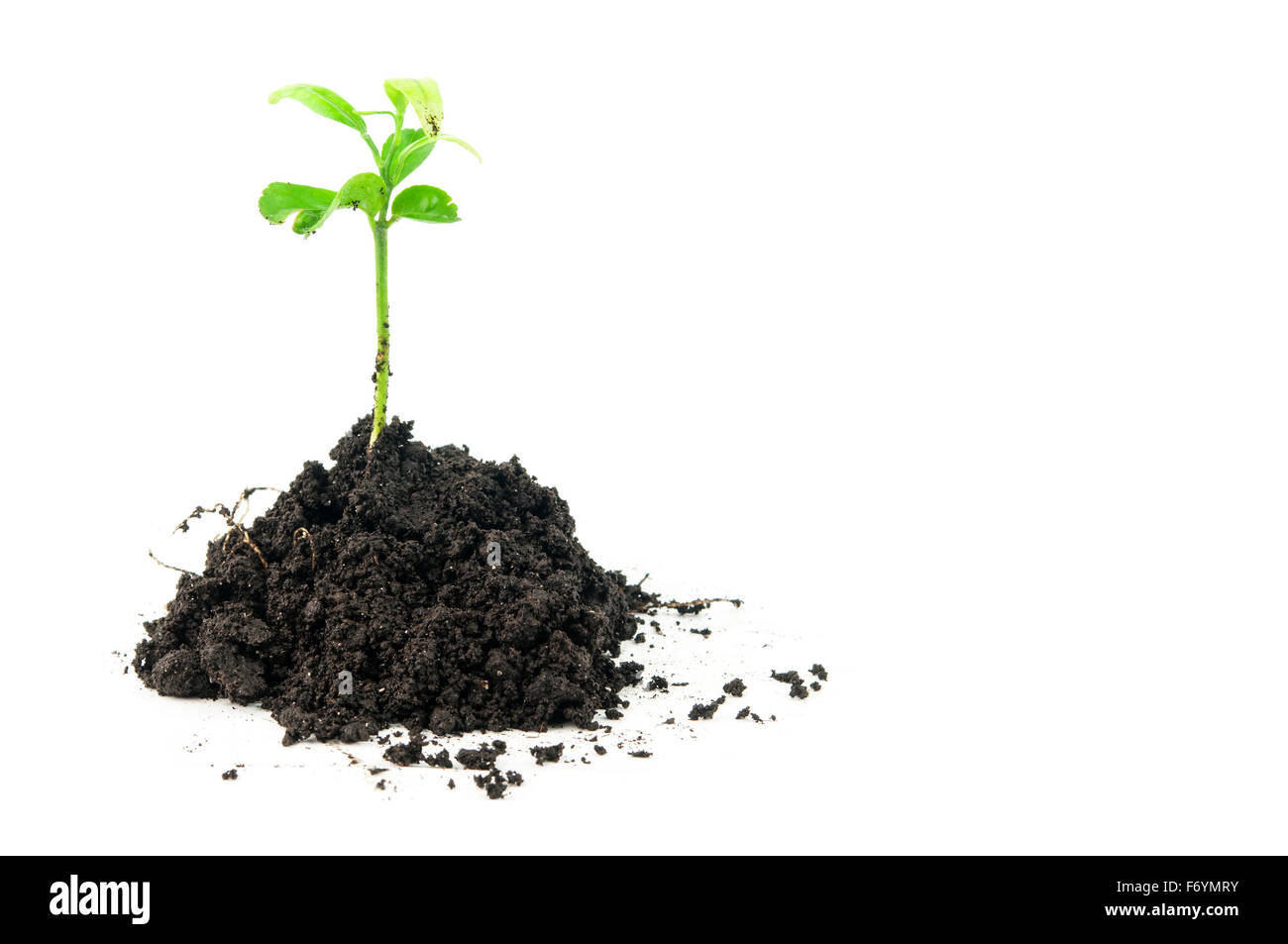 green plant on isolated white background Stock Photo - Alamy