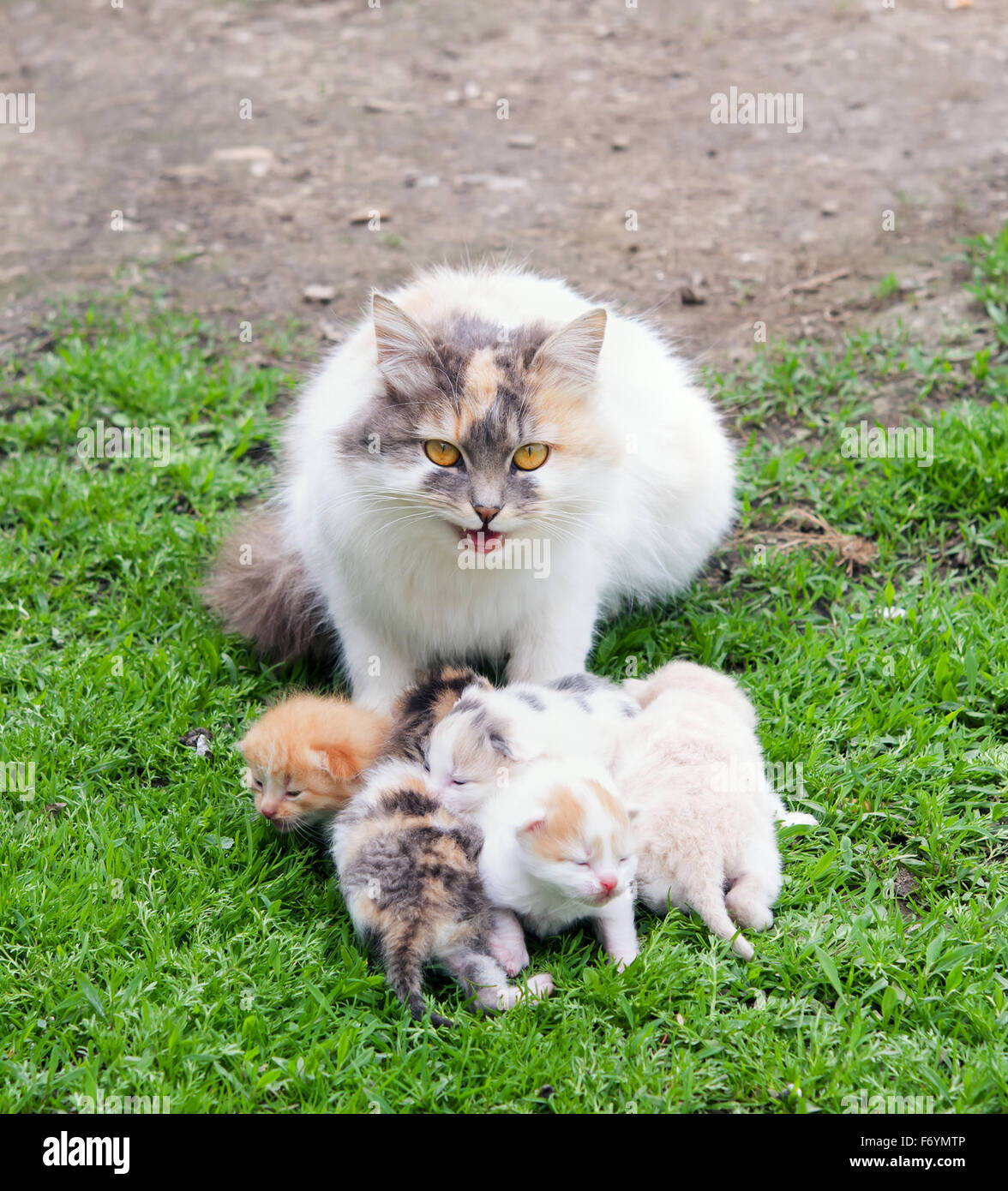 Angry cat hi-res stock photography and images - Alamy