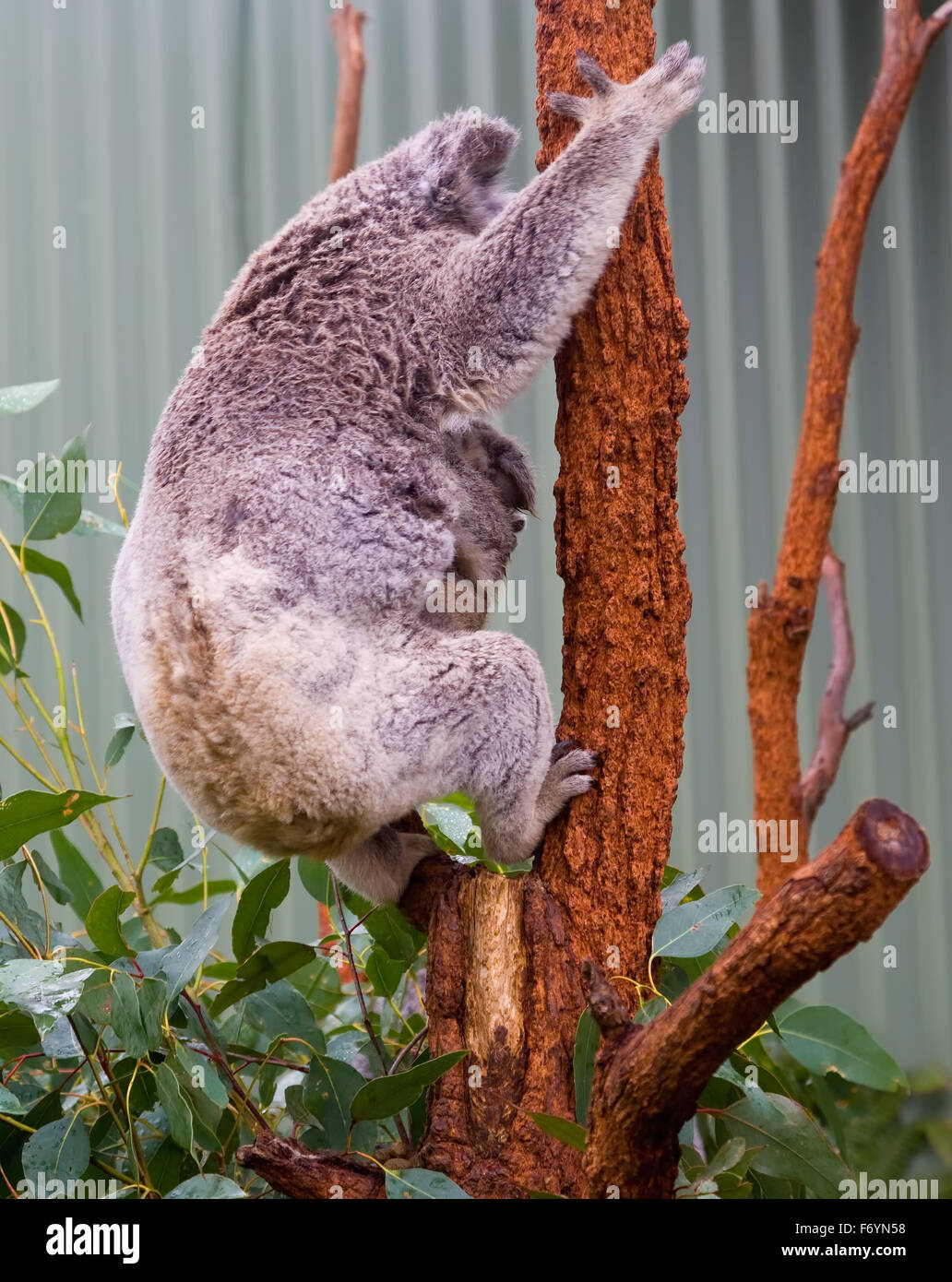 Koala Bear Australia Marsupial Koalas Australia Stock Photo Alamy