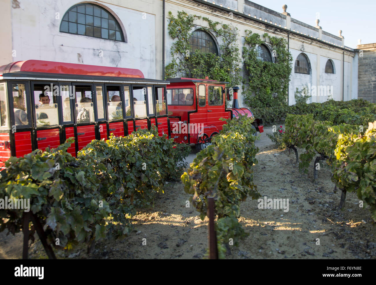 Tour group train passing grapes growing in vineyard at Gonzalez Byass bodega, Jerez de la Frontera, Cadiz province, Spain Stock Photo