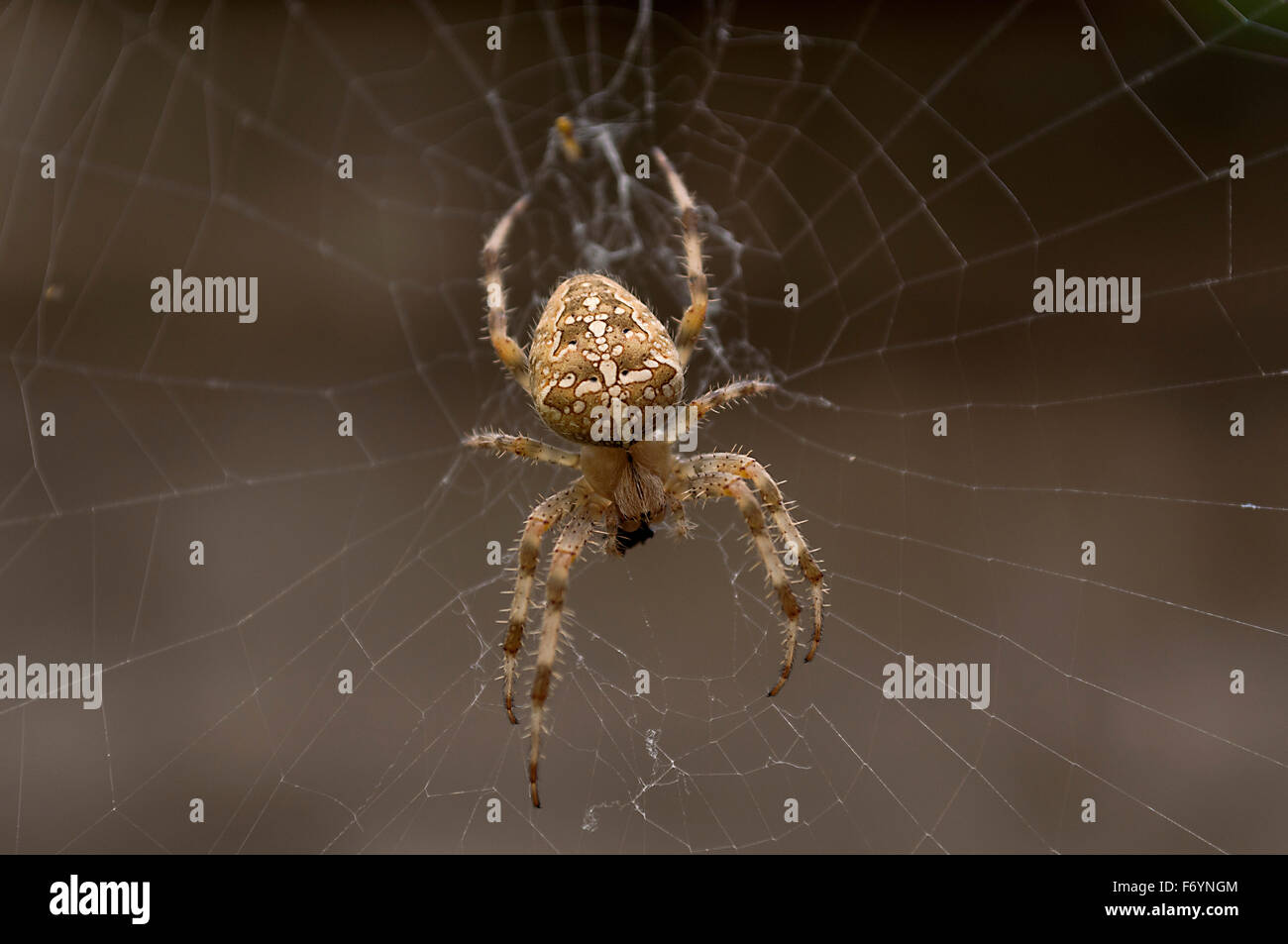 Spider eating a fly on his web Stock Photo - Alamy