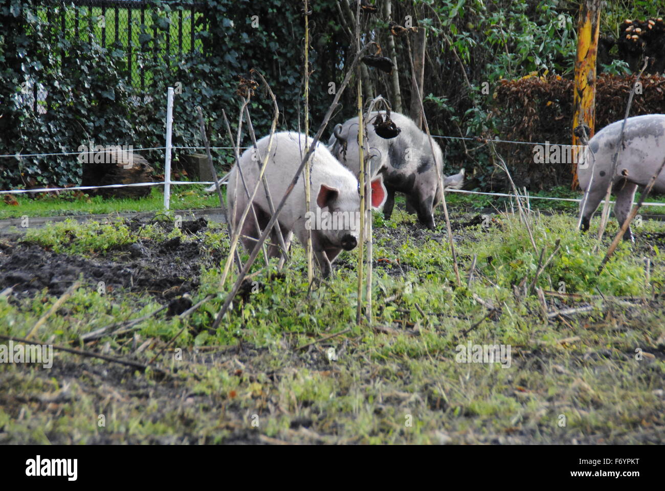 Pigs in the Mud Stock Photo Alamy