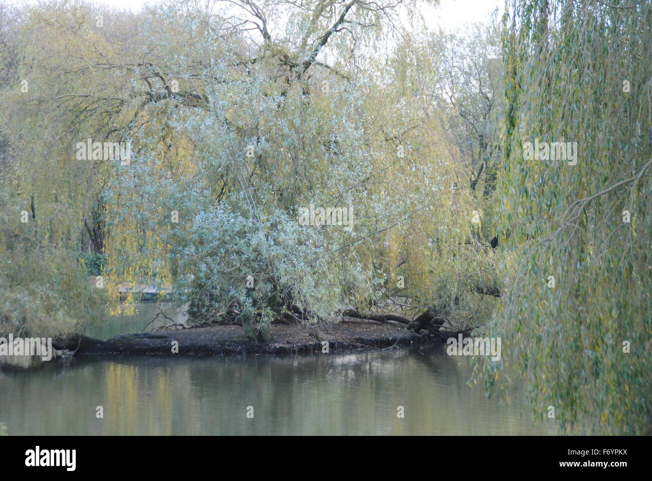 eerie willow trees, surrounded by water Stock Photo