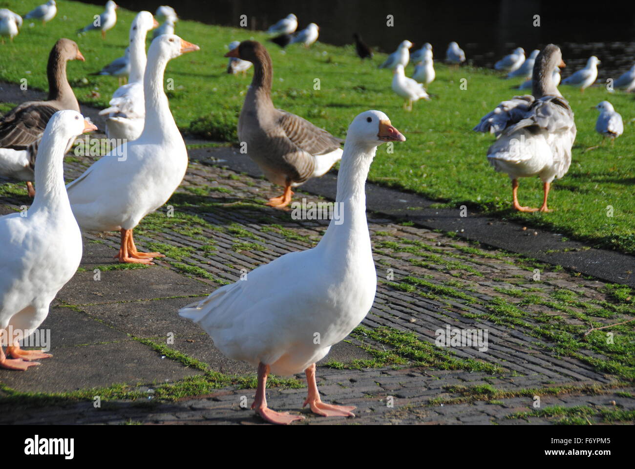 Wild Geese, in our park Stock Photo