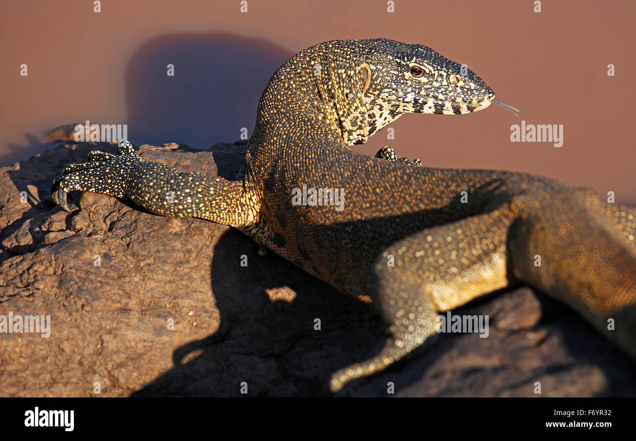 nile monitor in Kruger National Park, South Africa, Varanus niloticus Stock Photo