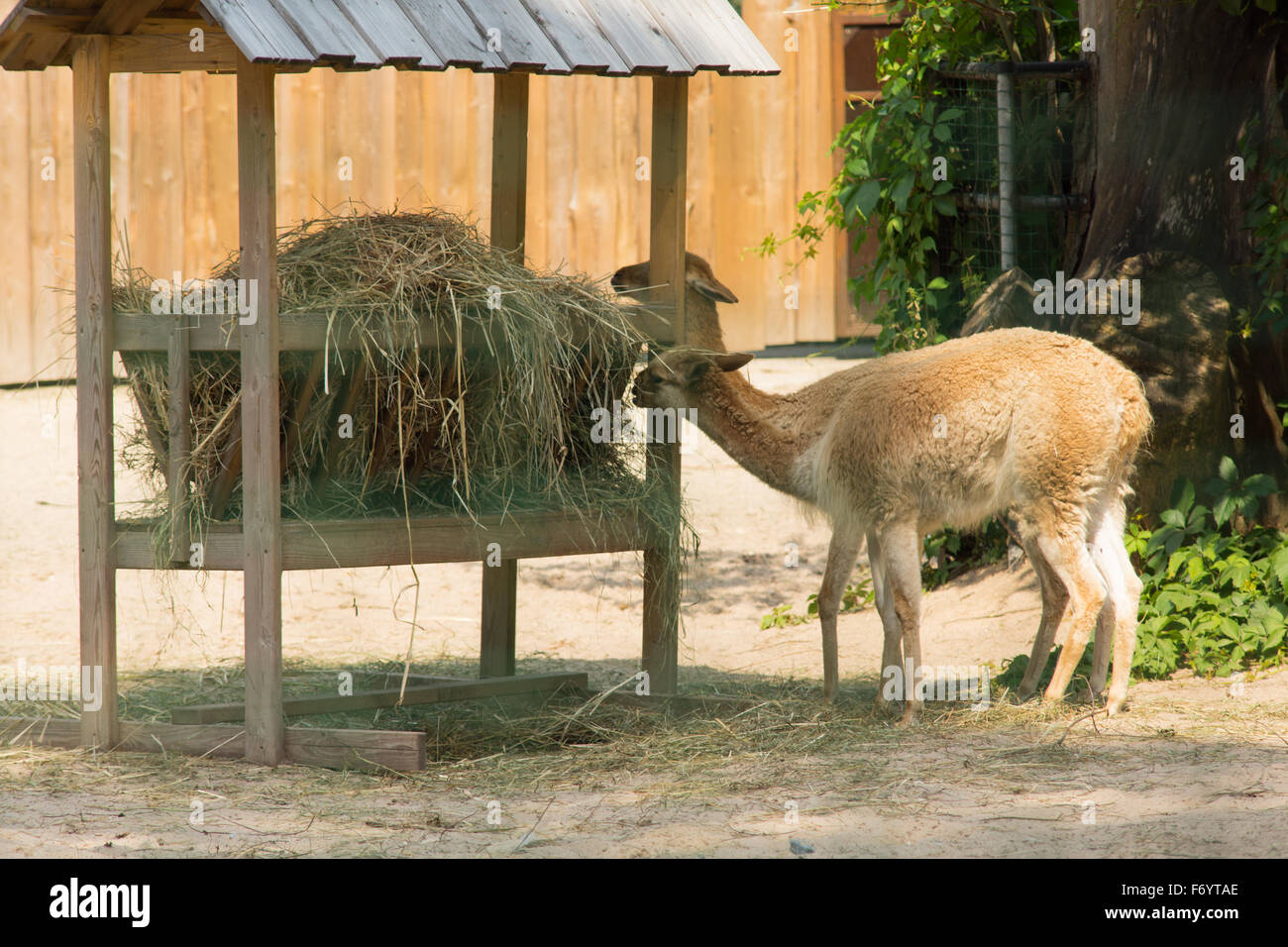 animals eat hay from a feeding trough Stock Photo Alamy