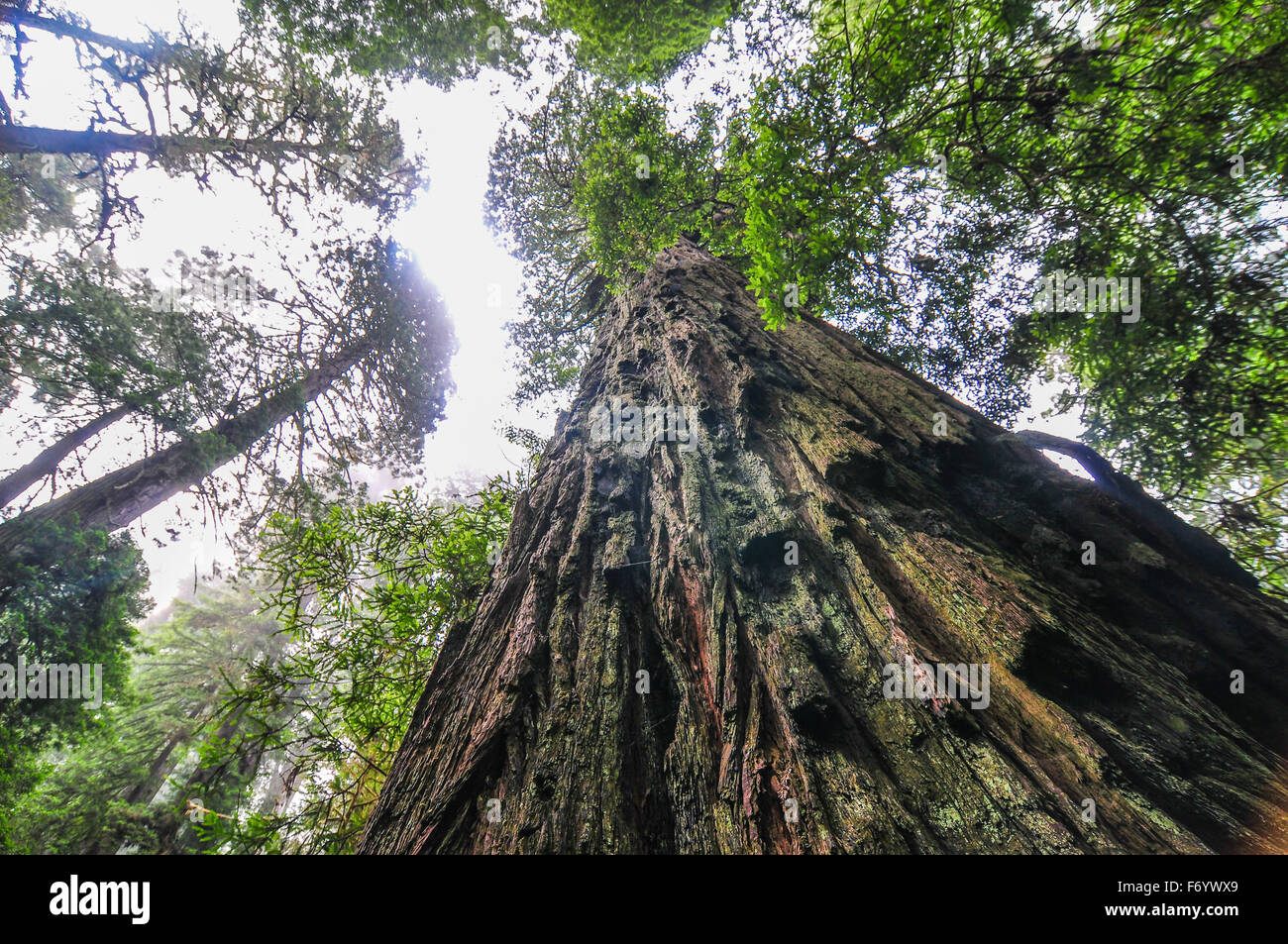 Gigantic Sequoia trees in Redwood National park with his beautiful fauna and flora Stock Photo