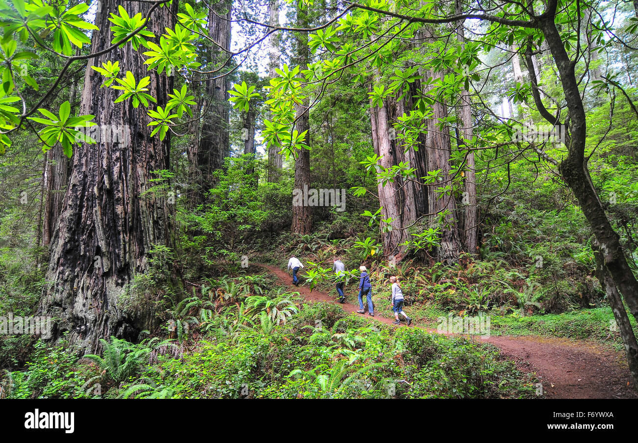 Gigantic Sequoia trees in Redwood National park with his beautiful fauna and flora Stock Photo