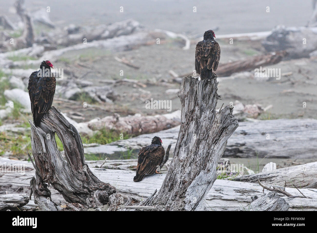Turkey Vultures at the coast of Oregon. Stock Photo