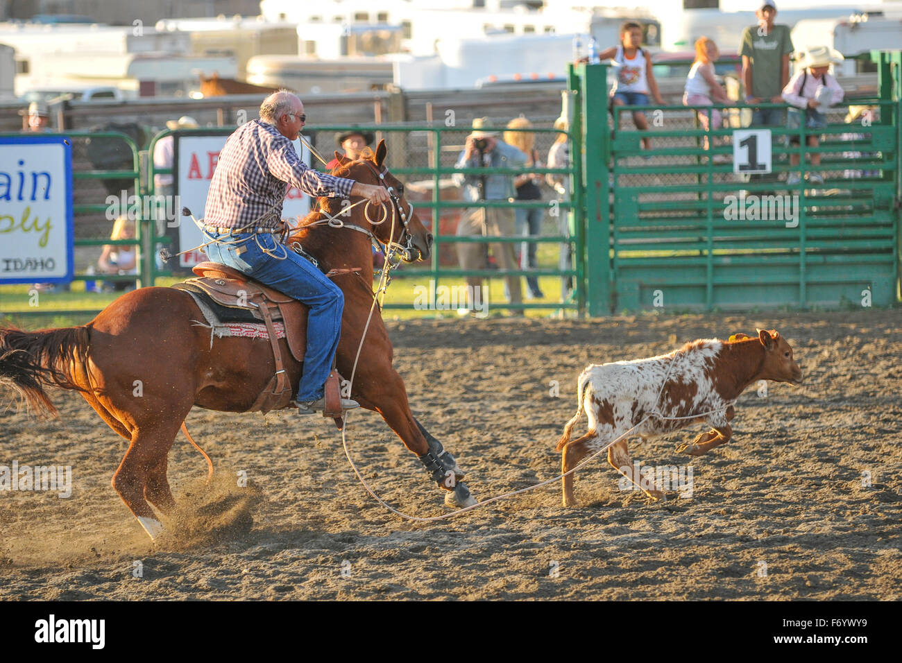 Cowboy Chasing a Calf at the rodeo in Arco Idaho United States Stock Photo